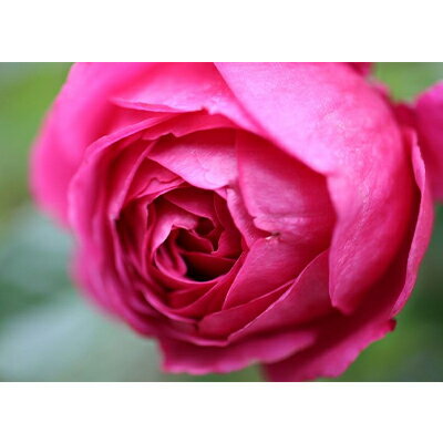 [Apple Roses]バラ苗『マイスタージンガー』新苗育成苗6号ポット植え[52210687] 苗木 薔薇 フラワー お届け:2025年7月1日〜2025年11月30日まで