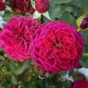 【ふるさと納税】バラ苗 Apple Roses ‘サーカス・ナイト’ 大苗6号ポット植え　【 苗木 バラ 植物 】　お届け：発注後、1か月以内
