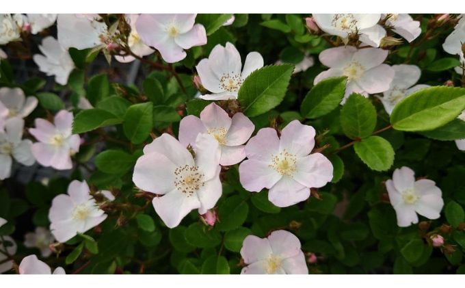 【ふるさと納税】バラ苗 Apple Roses ‘ののこ’ 大苗6号ポット植え　【 苗木 バラ 植物 】　お届け：発注後、1か月以内