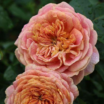 [Apple Roses]バラ苗『スピリット・オブ・ワンダー』大苗6号ポット植え[52210933] お花 花苗 植物 中香 フルーツ香 耐病性 お届け:2024年12月上旬〜2025年11月下旬