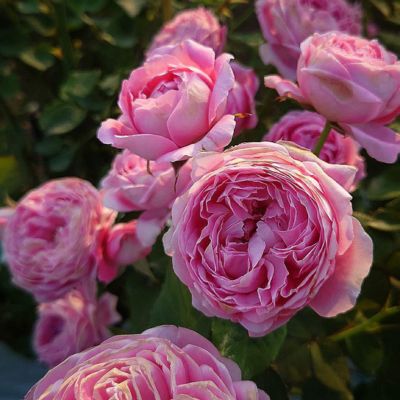 [Apple Roses]バラ苗『メルヘン・クーゲル』大苗6号ポット植え[52210935] お花 花苗 植物 香りが強い 四季咲き 中輪の花 ピンク 黒星病に強い うどん粉病に強い お届け:2024年12月上旬〜2025年11月下旬