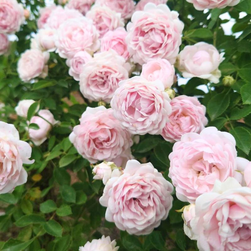 [Apple Roses]バラ苗 『ハルシオン』 新苗育成苗6号ポット植え [52210947] お届け:2025年7月1日〜2025年12月31日まで