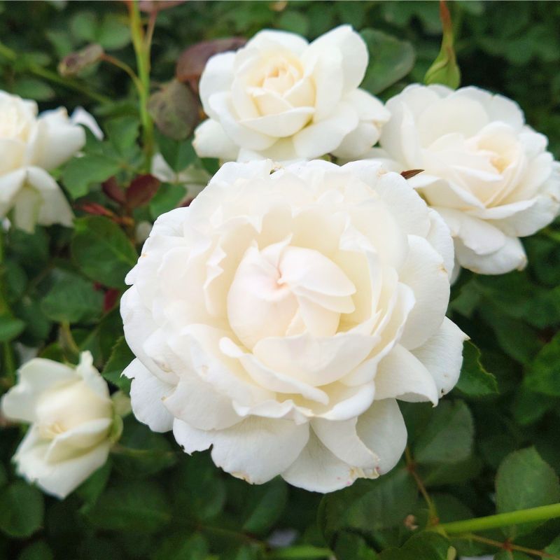 [Apple Roses] バラ苗 『モーニング・ベルズ』 新苗育成苗6号ポット植え [52210949] お届け:2025年7月1日〜2025年11月30日まで