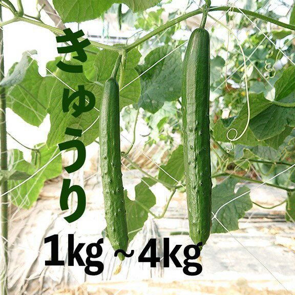 野菜・きのこ(キュウリ)人気ランク3位　口コミ数「0件」評価「0」「【ふるさと納税】新鮮きゅうり【特別栽培農産物】」