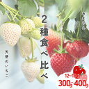 【ふるさと納税】発送1月〜【先行受付】紅白いちご 2種食べ比べ 「あまりん」&「天使のいちご」【苺】 イチゴ おおきい スイーツ あかい 果物 ふるさと納税 い...
