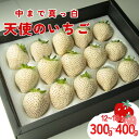 【ふるさと納税】【発送1月〜】天使のいちご 350〜400g 白いちご 【苺】 イチゴ おおきい スイーツ 果物 ふるさと納税 いちご うまい フルーツ 期間限...