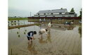 【ふるさと納税】農業体験（田植えと収穫体験）