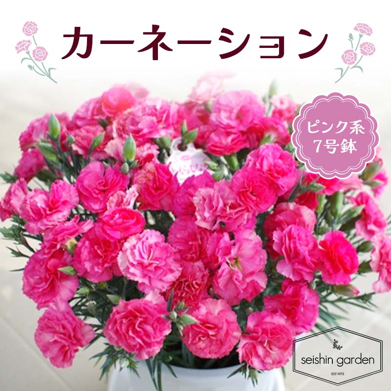 【ふるさと納税】No.7 CARNATION (ピンク) カーネーション 本庄産 鉢植え 花 フラワ ...