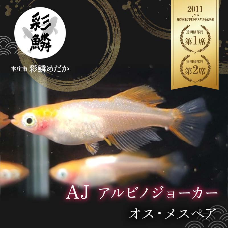 12位! 口コミ数「0件」評価「0」《当店作出品種》 彩鱗めだか ＜AJ (アルビノジョーカー)＞ めだか メダカ 飼育 ペット 鑑賞 魚 動物 生き物 関東 F5K-076