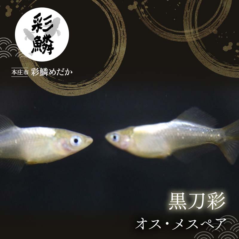 [当店作出品種] 彩鱗めだか [黒刀彩] めだか メダカ 飼育 ペット 鑑賞 魚 動物 生き物 関東 F5K-077