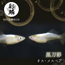 26位! 口コミ数「0件」評価「0」《当店作出品種》 彩鱗めだか ＜黒刀彩＞ めだか メダカ 飼育 ペット 鑑賞 魚 動物 生き物 関東 F5K-077