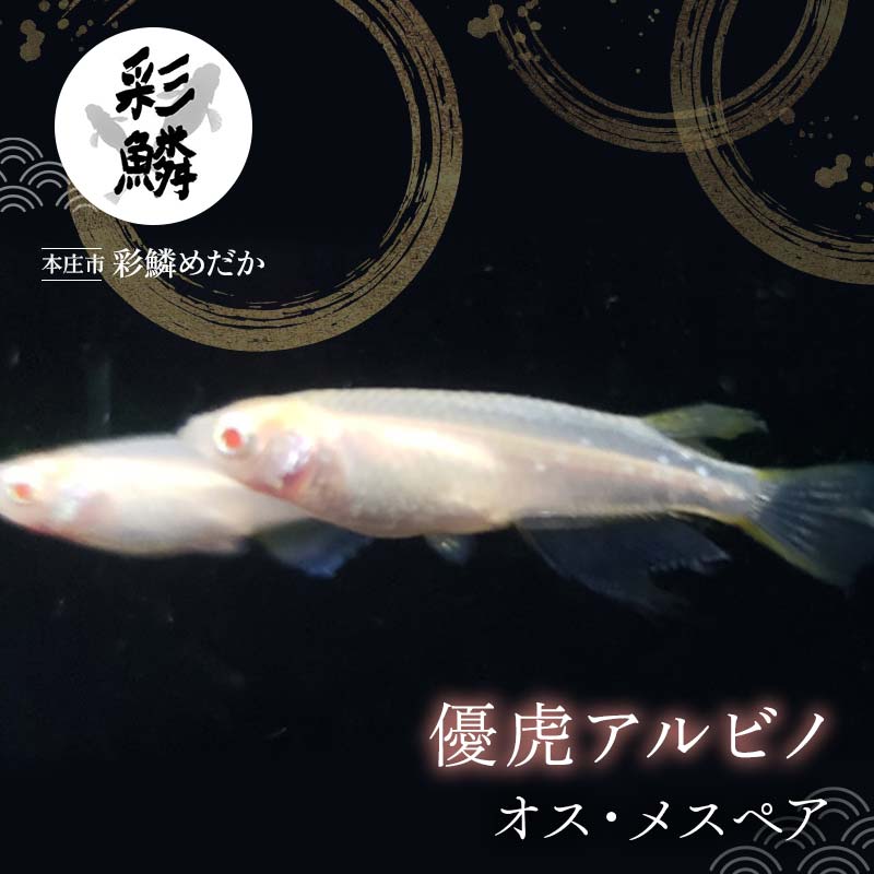 【ふるさと納税】《当店作出品種》 彩鱗めだか ＜優虎アルビノ＞ めだか メダカ 飼育 ペット 鑑賞 魚 動物 生き物 関東 F5K-078