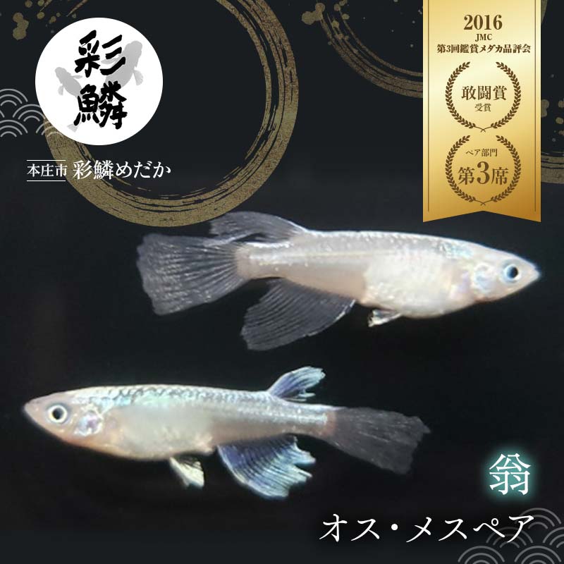 [当店作出品種] 彩鱗めだか [翁] めだか メダカ 飼育 ペット 鑑賞 魚 動物 生き物 関東 F5K-080