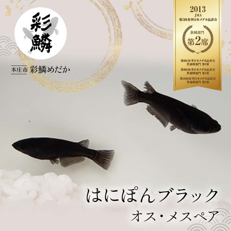 33位! 口コミ数「0件」評価「0」《当店作出品種》 彩鱗めだか ＜はにぽんブラック＞ めだか メダカ 飼育 ペット 鑑賞 魚 動物 生き物 関東 F5K-081