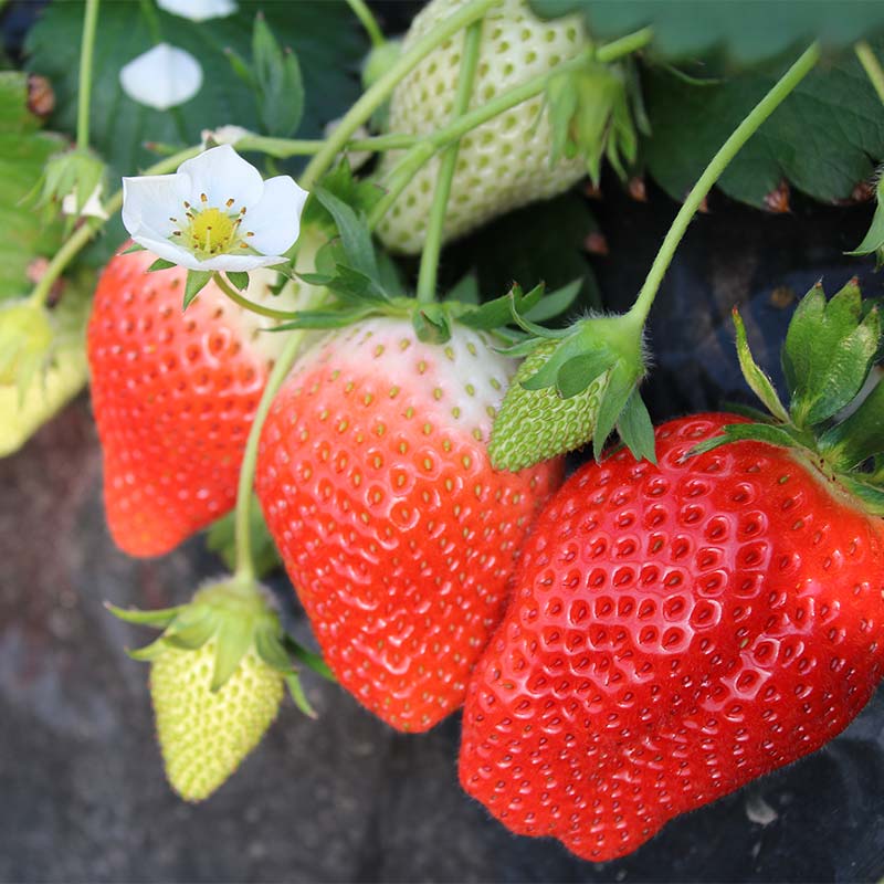 【ふるさと納税】 ≪先行予約≫埼玉県産 いちご あまりん 150g×4パック 2026年1月上旬から順次発送 苺 いちご ストロベリー 冬 果実 果物 くだもの フルーツ 話題 ブランド 甘い あまい デザート 贈答 贈り物 プレゼント ギフト 家庭 自宅 埼玉県 本庄市 F5K-538