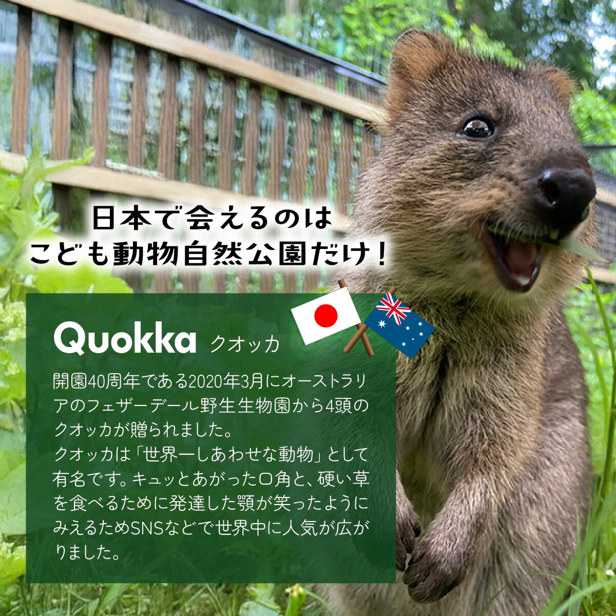 【ふるさと納税】ぬいぐるみ クオッカぬいぐるみ | クオッカ こども動物自然公園 プレゼント オリジナル グッズ ホビー 動物 小サイズ かわいい クオッカグッズ 埼玉県こども自然動物公園 埼玉県 東松山市