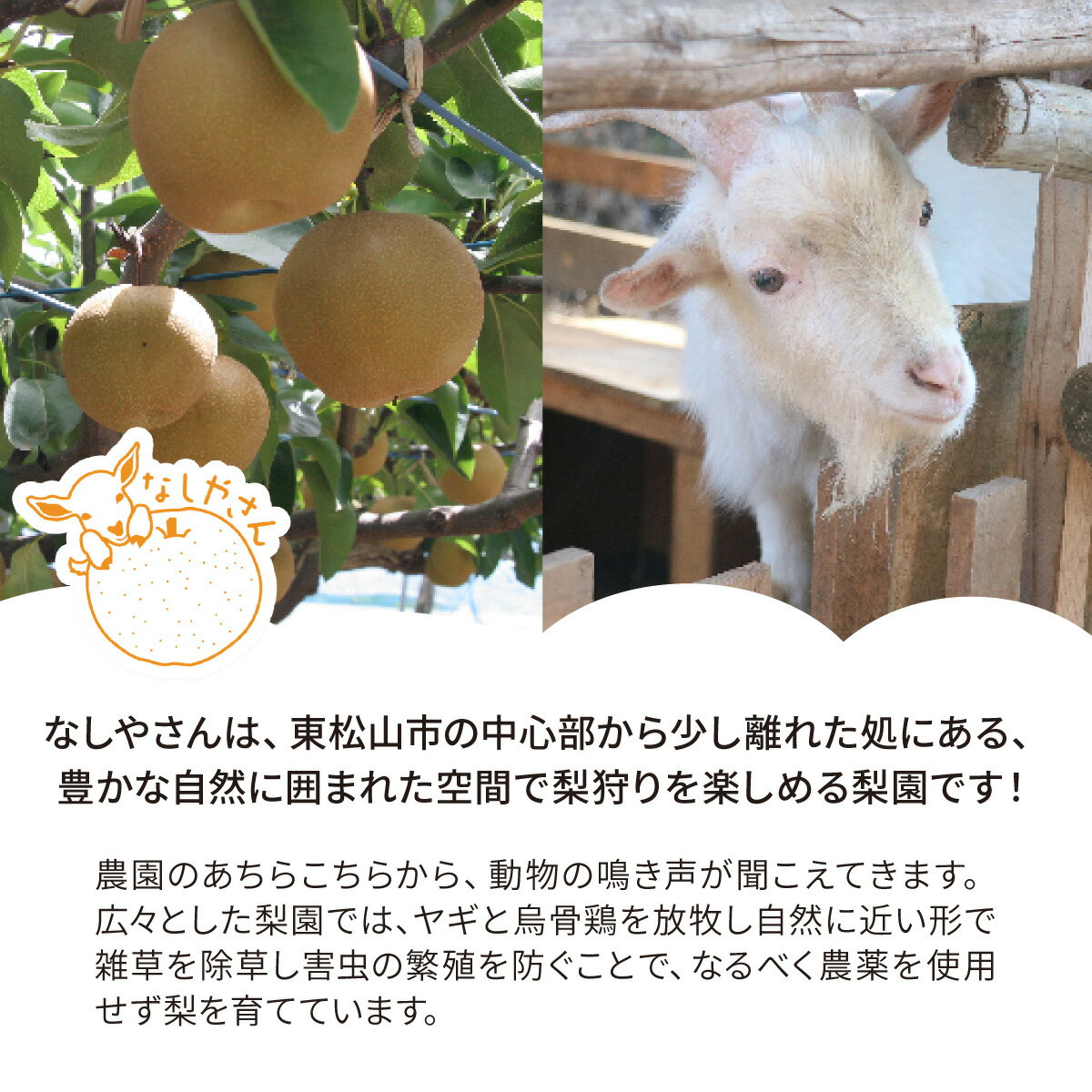 【ふるさと納税】＜先行予約 / 限定5箱＞ 梨 幸水 約3kg(6～9個入り) 東松山市産 | なし ナシ こうすい 果物 フルーツ 新鮮 自然栽培 農園直送 産地直送 農家直送 限定 期間限定 数量限定 贈答 贈り物 プレゼント ギフト 旬 甘い デザート なしやさん 埼玉県 東松山市