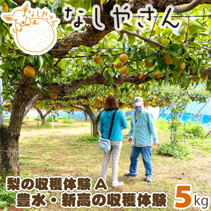 【ふるさと納税】No.032 梨の収穫体験A【豊水・新高の収穫体験（約5kg）】 ／ なし ナシ 梨狩り チケット 送料無料 埼玉県のサムネイル
