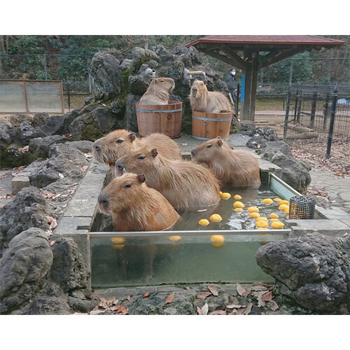 【ふるさと納税】 こども動物自然公園優待券 【年間パスポート引換券大人1名 小人1名】 動物園 年間パスポート 2名 送料無料 東松山 埼玉県その2