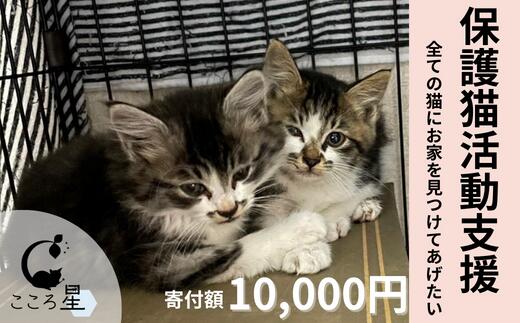 【ふるさと納税】【お礼の品なし】保護猫活動支援〜野良猫から地域で見守るさくら猫に〜 寄付額10,000円 【保護猫 猫の里親募集 動物保護活動 ペットアドoption 猫の里親探し 里親募集 里親 ペット保護 猫愛好家 ペットアドプション ねこ活動 猫の幸せ ペット 猫の保護 】