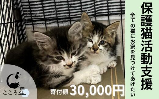 【ふるさと納税】＜お礼の品なし＞保護猫活動支援〜野良猫から地