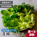 【ふるさと納税】<洗わず食べられる・室内水耕栽培> 4種のレタス 4袋or8袋 | レタス サラダ菜 グリーンオーク グリーンリーフ 減農薬 新鮮 新鮮オーガニ...