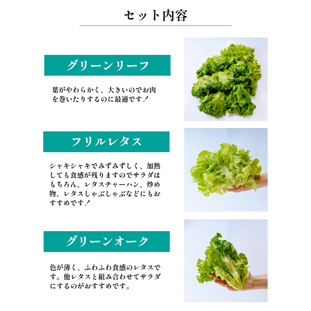 【ふるさと納税】＜洗わず食べられる・室内水耕栽培＞ 3種のレタス 各500g×2パック 1kg | レタス フリルレタス グリーンリーフ グリーンオーク 減農薬 新鮮 オーガニック野菜 室内栽培 清潔 野菜直送 フレッシュ サラダ用 健康志向 産地直送 緑黄色野菜 埼玉県 東松山市
