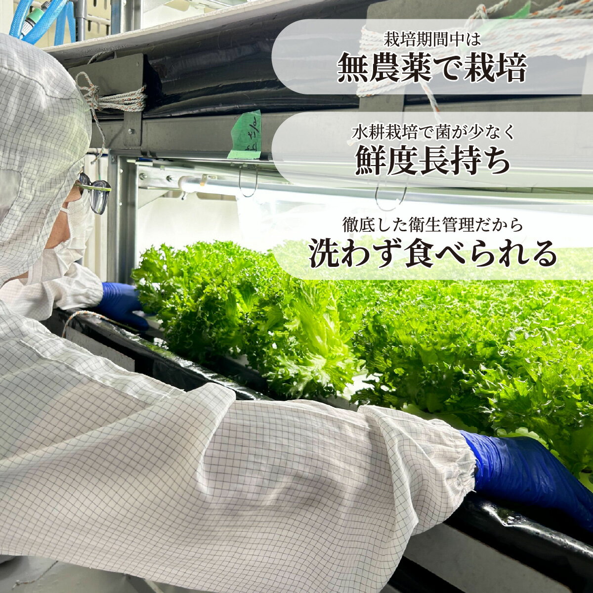 【ふるさと納税】＜洗わず食べられる・室内水耕栽培＞ 3種のレタス 各500g×2パック 1kg | レタス フリルレタス グリーンリーフ グリーンオーク 減農薬 新鮮 オーガニック野菜 室内栽培 清潔 野菜直送 フレッシュ サラダ用 健康志向 産地直送 緑黄色野菜 埼玉県 東松山市