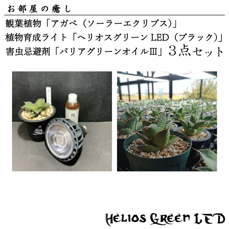 お部屋の癒し 観葉植物「アガベ(ソーラーエクリプス)」、植物育成ライト「ヘリオスグリーンLED(ブラック)」、害虫忌避剤「バリアグリーンオイル3」の3点セット