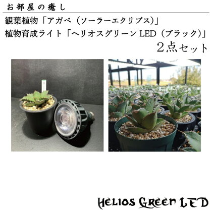 お部屋の癒し　観葉植物「アガベ（ソーラーエクリプス）」と植物育成ライト「ヘリオスグリーンLED（ブラック）」の2点セット(BN005-1)