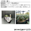 【ふるさと納税】お部屋の癒し　観葉植物「アガベ（Black&Blue)」植物育成ライト「ヘリオスグリーンLED（ホワイト）」害虫忌避剤「バリアグリーンオイル」の3点セット(BN008)