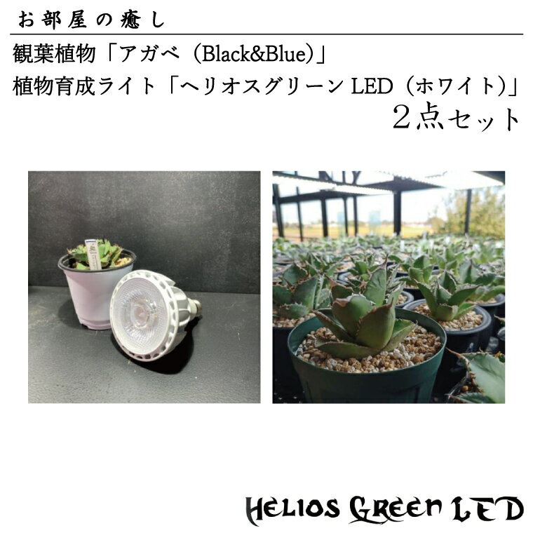 楽天埼玉県春日部市【ふるさと納税】お部屋の癒し　観葉植物「アガベ（Black&Blue）」と植物育成ライト「ヘリオスグリーンLED（ホワイト）」の2点セット（BN009-1）