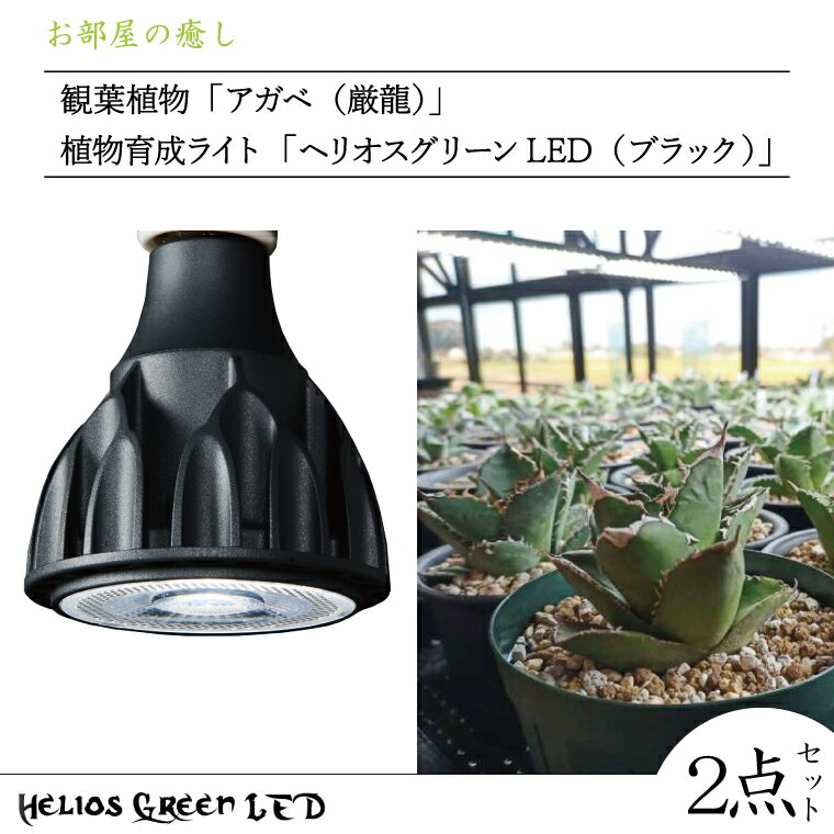 お部屋の癒し 観葉植物「アガベ(厳龍)」と植物育成ライト「ヘリオスグリーンLED(ブラック)」の2点セット