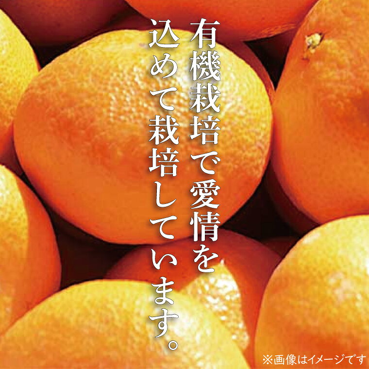 【ふるさと納税】【先行予約】【10月中旬より発送開始】大樹園のみかん（極早生）5kg【埼玉県 春日部市 ふるさと納税 柑橘 果物 フルーツ 国産 家庭用 お取り寄せ 産地直送 ギフト】（CH002-1） f112143-kasukabe-10000472 埼玉県春日部市 サンプル画像2