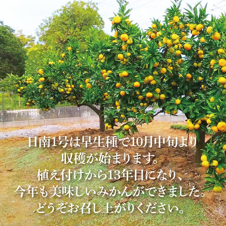 【ふるさと納税】【先行予約】【10月中旬より発送開始】大樹園のみかん（極早生）5kg【埼玉県 春日部市 ふるさと納税 柑橘 果物 フルーツ 国産 家庭用 お取り寄せ 産地直送 ギフト】（CH002-1） f112143-kasukabe-10000472 埼玉県春日部市 サンプル画像3