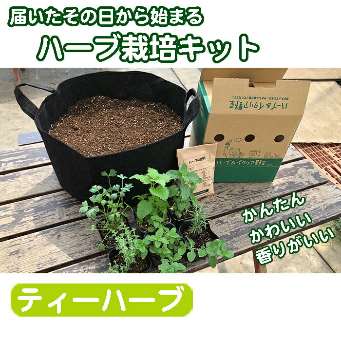 【ふるさと納税】 ティーハーブ ハーブ フレッシュハーブ 栽培キット お茶 紅茶 ハーブ 家庭菜園