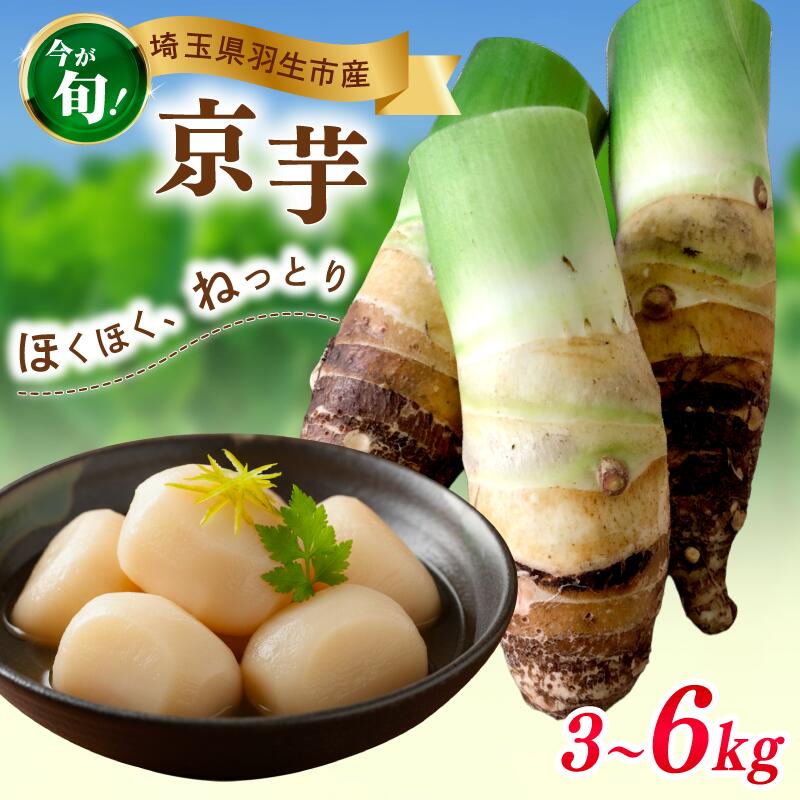たけのこ芋 京芋 3~6kg 数量限定 期間限定 野菜 里芋 八つ頭 筍芋 京いも 産地直送 埼玉県 羽生市