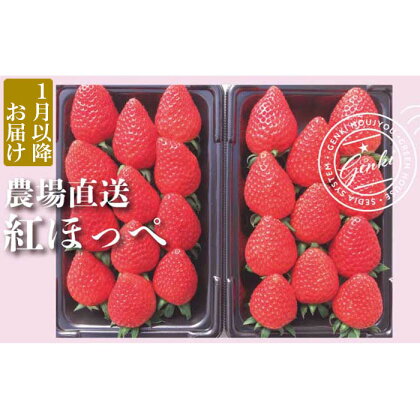 いちご 朝採れ 産地直送 紅ほっぺ 果物 フルーツ イチゴ 苺