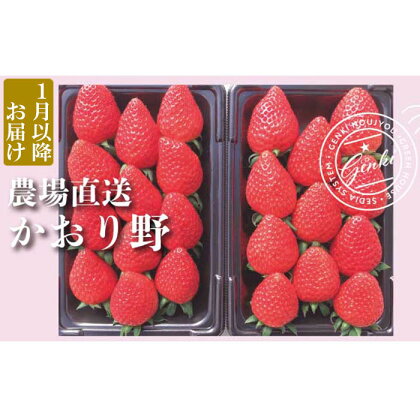 いちご かおり野 完熟 朝穫れ 560g 約280g×2パック 農場直送 甘い げんき農場