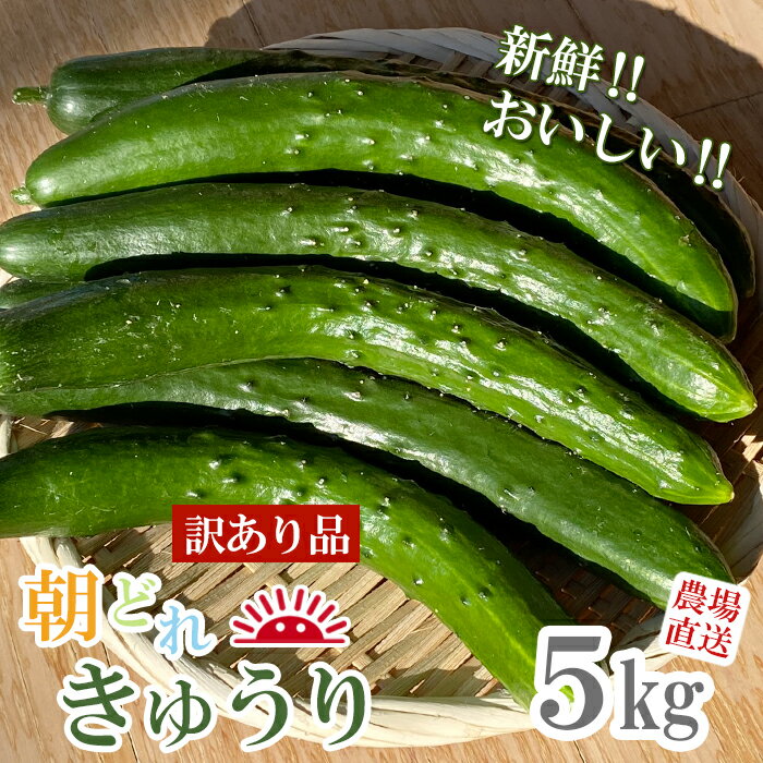 【ふるさと納税】 ＜訳あり品＞ サラダ・漬物用　農場直送 朝どれ きゅうり 5kg 1箱