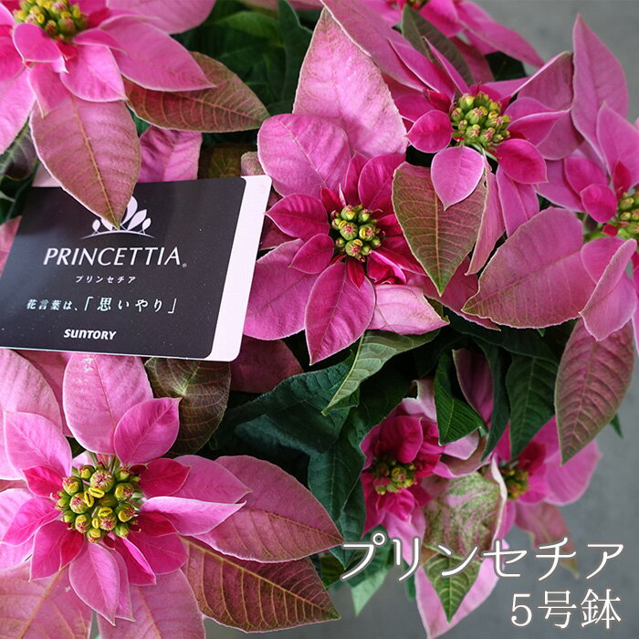 プリンセチア 5号鉢（鉢花・生花） ／ プリンセチア ポインセチア 5号鉢 鉢花 生花 ピンク 色鮮やか 可憐 クリスマス お部屋飾り 装飾 花 No.009