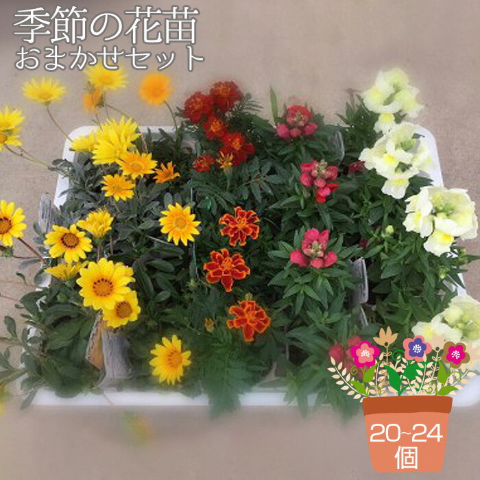 No.043 季節の花苗おまかせセット（20～24個） ／ ガーデニング ハボタン 葉牡丹 冬 正月 冬花壇 寄せ植え 花壇 プランター 地植え ギフト プレゼント お祝い 誕生日 おしゃれ かわいい パンジーハウス 送料無料 埼玉県