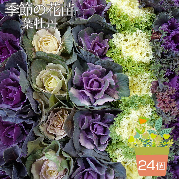 季節の花苗 葉牡丹（ハボタン） 24個セット ／ 葉牡丹 ハボタン 花苗 24個セット 3寸 3.5寸ポット ミックス おまかせ 冬 冬花壇 正月 寄せ植え 花壇 プランター 地植え No.044