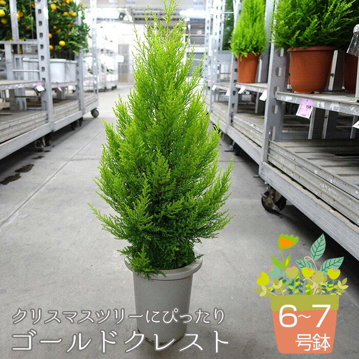 クリスマスツリーにぴったり ゴールドクレスト 6〜7号鉢ゴールドクレスト コニファー 6～7号鉢 鉢植え クリスマスツリー 観葉植物 インテリア お部屋 北アメリカ原産 ヒノキ科 通年 No.045