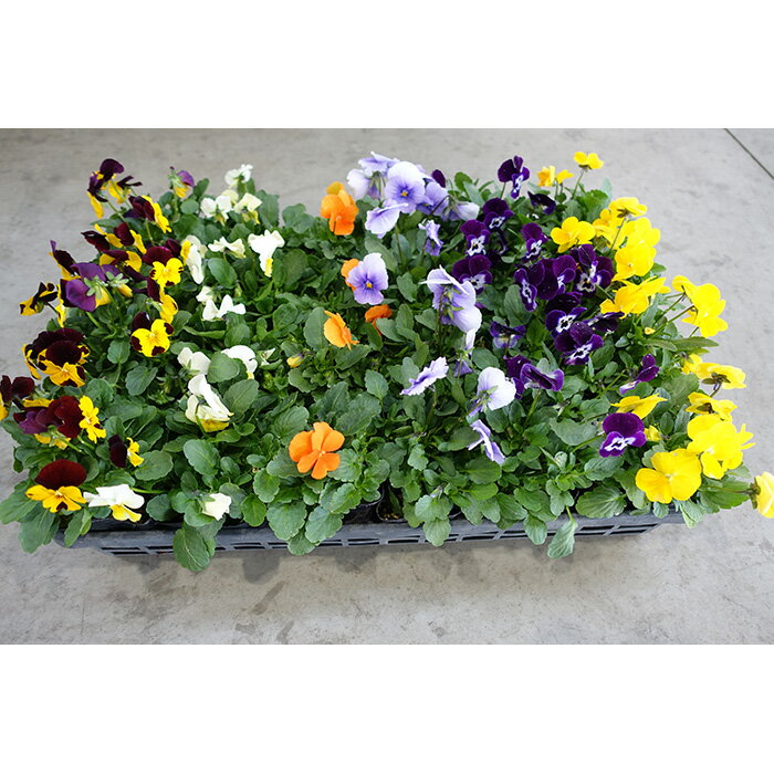 【ふるさと納税】季節の花苗 ビオラ 24個セット［No.047］／色はミックス おまかせ 送料無料