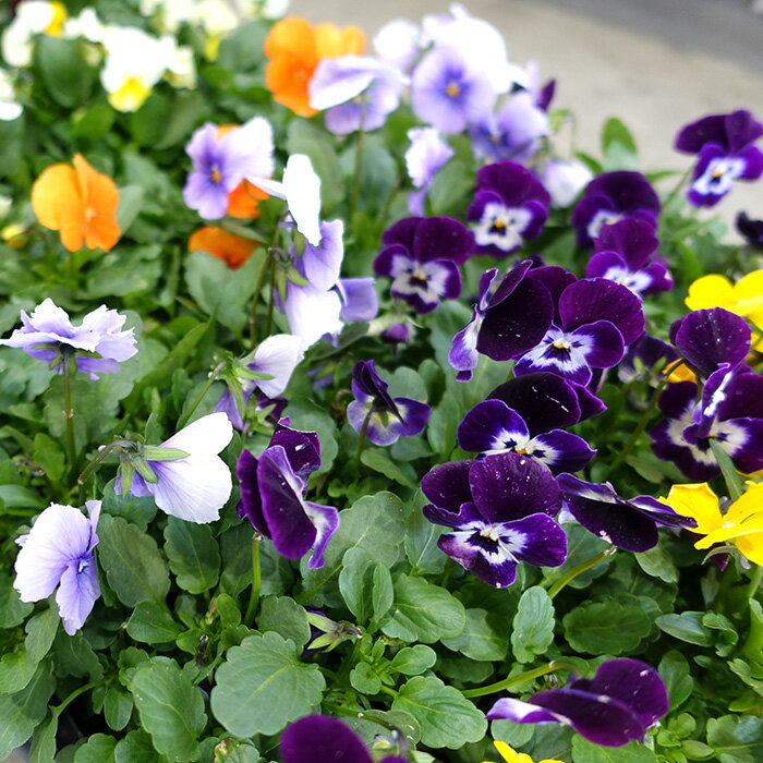 【ふるさと納税】季節の花苗 ビオラ 24個セット［No.047］／色はミックス おまかせ 送料無料