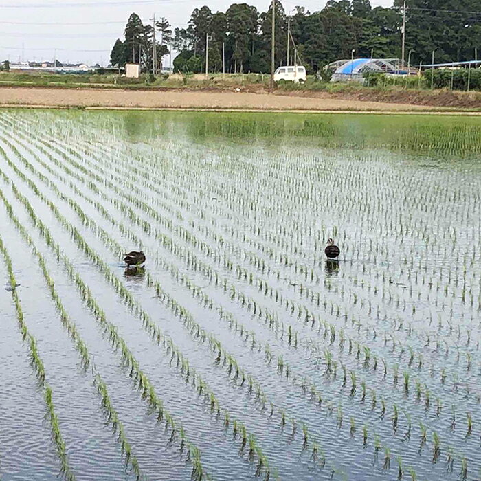 埼玉県鴻巣市の画像3