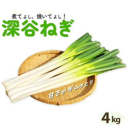 煮てよし、焼いてよし！甘さがギュッと！深谷ねぎ　4kg　【11218-0240】　# 深谷ねぎ ねぎ 深谷 深谷市 ケスタファーム