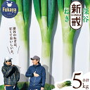 【ふるさと納税】<先行予約>【深谷ねぎの原点】深谷新戒ねぎ 5kg 【11218-0238】 # 深谷ねぎ ねぎ 深谷 深谷市 新戒 5000g ムキ NOKA