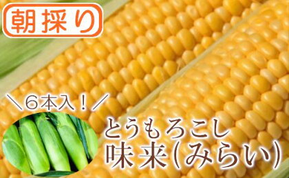 【農家直送】朝採りトウモロコシ『味来（みらい）』6本　ジュワッと弾ける美味しさ！ 野菜 トウモロコシ 朝採 セット 農家直送 甘い 味来【11218-0468】